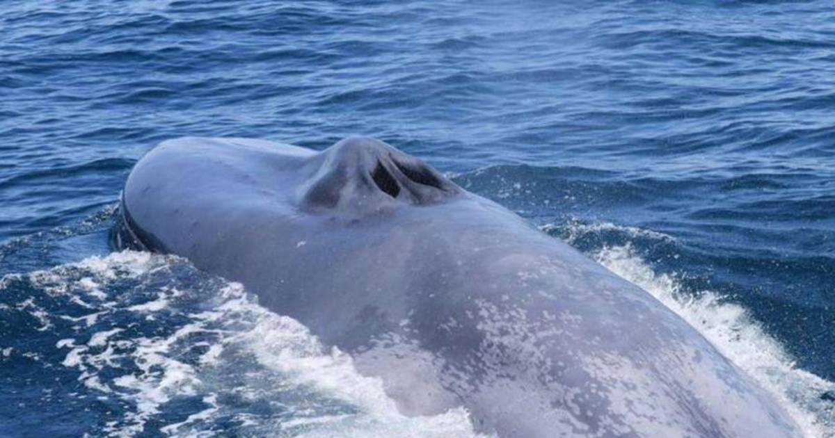 Histórico avistaje de una ballena azul en Comodoro | El Dia
