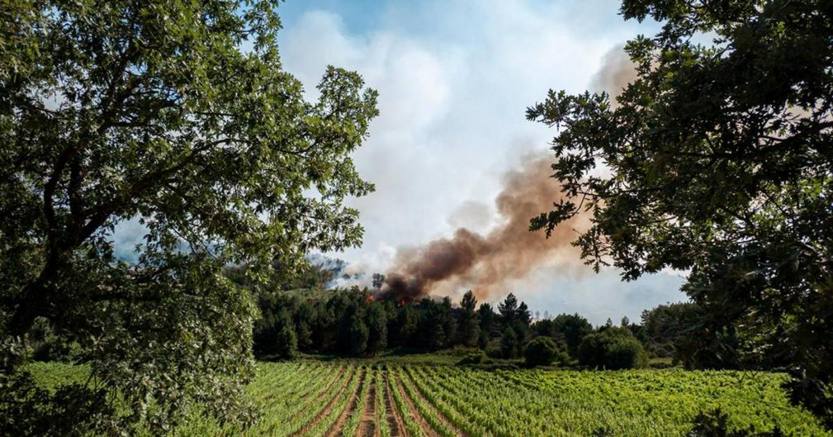 El plan europeo de miel, viñedos y trufas para combatir incendios | El Dia