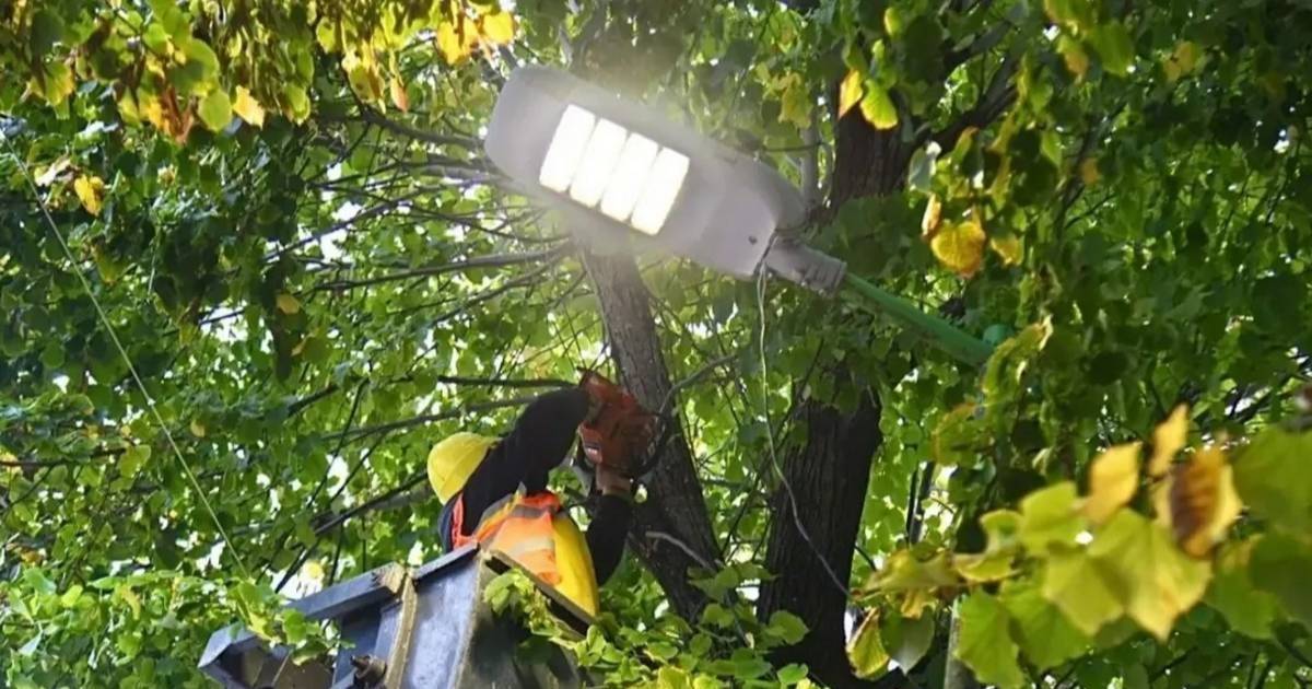 Cortes de tránsito en La Plata: qué calles estarán cerradas este lunes y martes por tareas de poda | El Dia