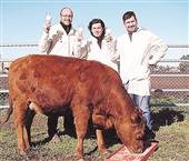 Rosita, una vaca argentina, es la primera del mundo en producir leche maternizada