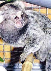 Zoo: los chicos les ponen nombre a los recién nacidos