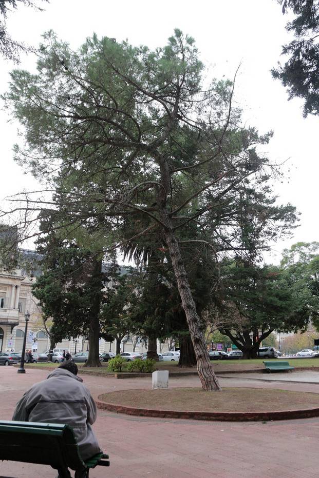Preocupa la agonía del retoño del pino histórico de San Martín