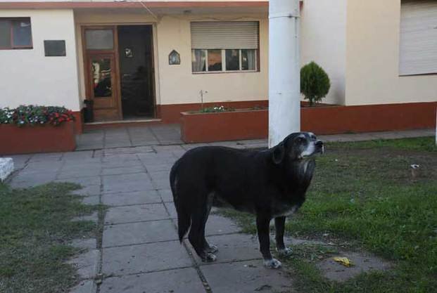 Sola en la comisaría: la atacaron y una perra callejera le salvó la vida
