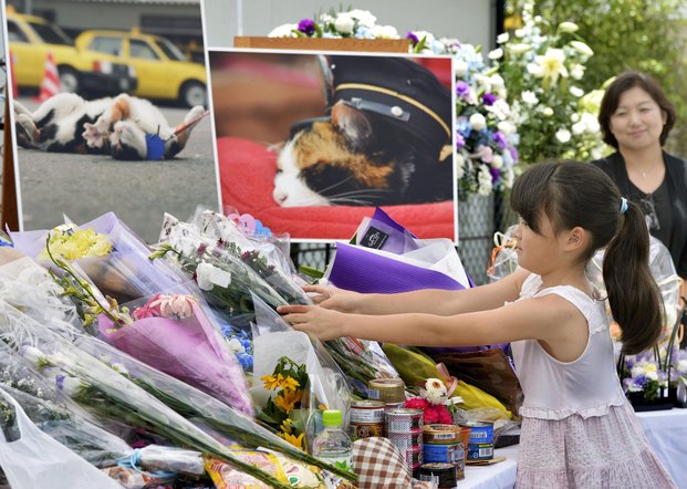 Japón de luto por la muerte de Tama, una gata multicolor "jefa" de una estación de trenes