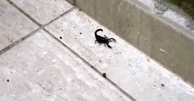 Alertan por alacranes en Villa Elisa