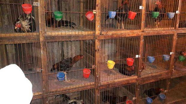 Quedó libre el policía demorado por tener gallos  de riña en Gorina