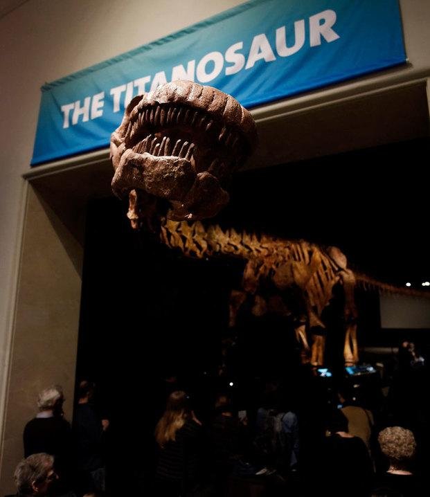 Exhiben restos del mayor dinosaurio del mundo