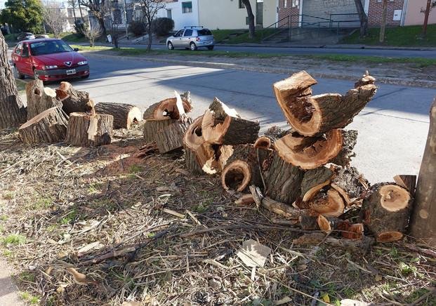 Planteo en Tolosa por tala de árboles