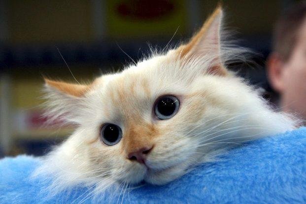 ¡Gatos saludables!