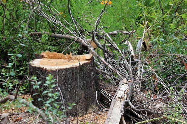 La  creciente deforestación que amenaza a los bosques argentinos