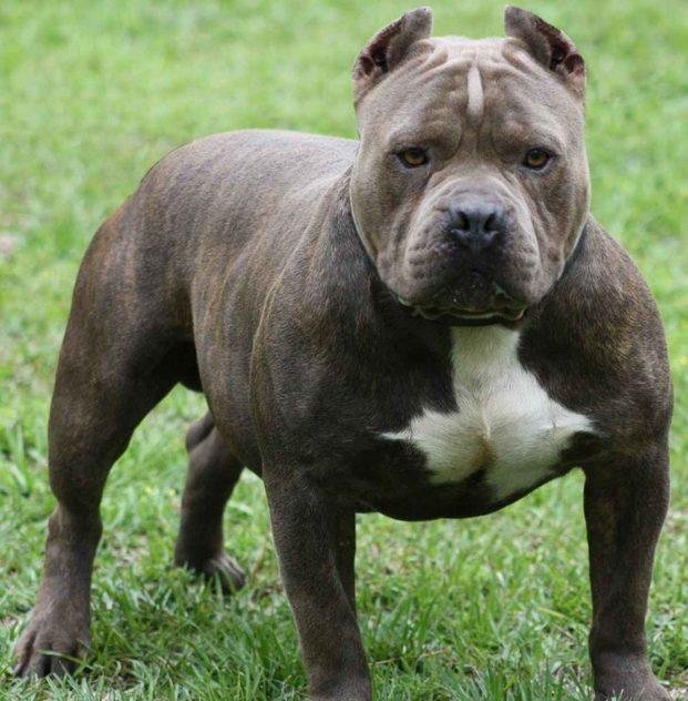 Un pitbull mató a una niña de seis años