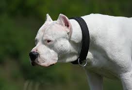Un nene de un año murió tras ser atacado por un perro cruza con dogo