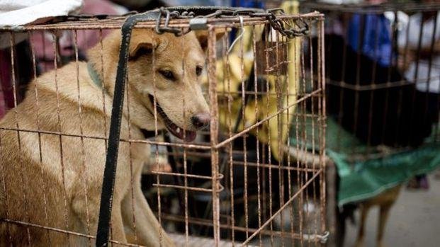Comienza en una ciudad de China festival de carne de perro