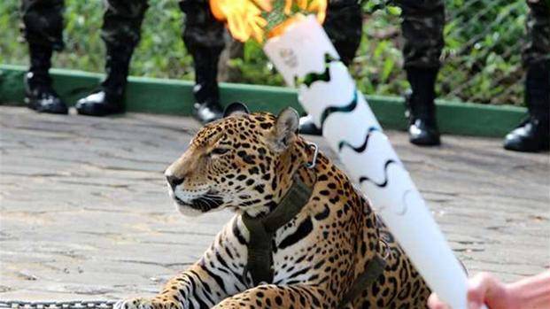 El ejército de Brasil mató a Juma, la jaguar que acompañaba a la antorcha olímpica