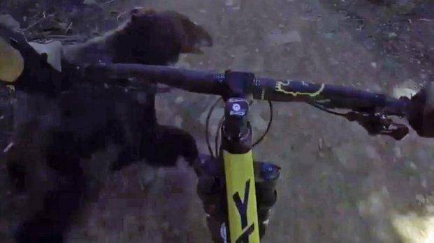 Video: Ciclista se chocó con un oso en el medio del camino