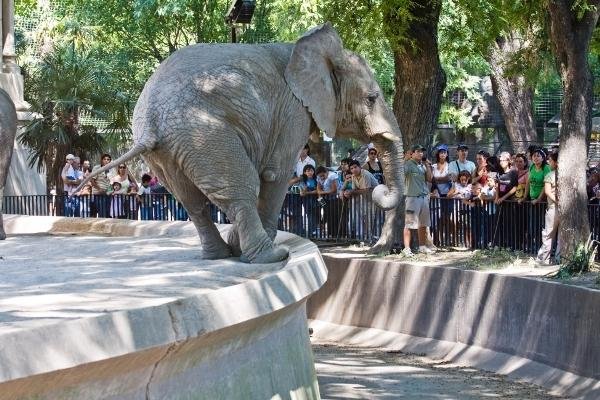 Cierra sus puertas el zoo porteño 
y abrirán un ecoparque