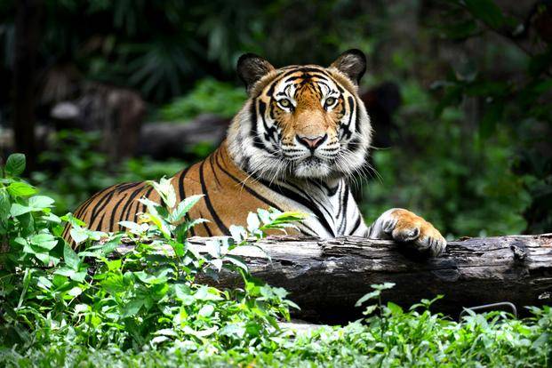 Buenas noticias para los tigres: se atenúa el riesgo de extinción