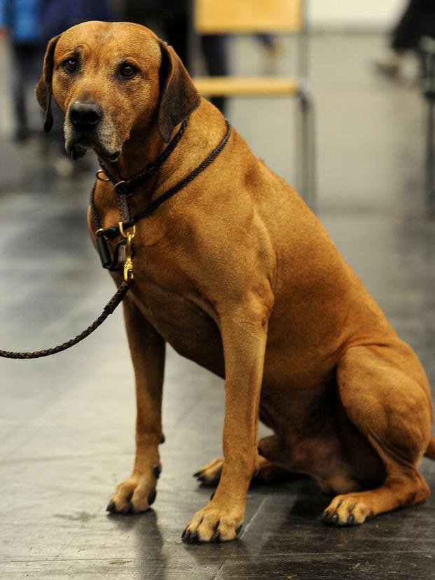 El Rhodesian Ridgeback, un perro ideal para las familias