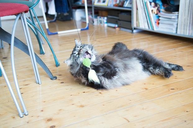 ¡A jugar! El gato, un animal sociable que necesita esparcimiento