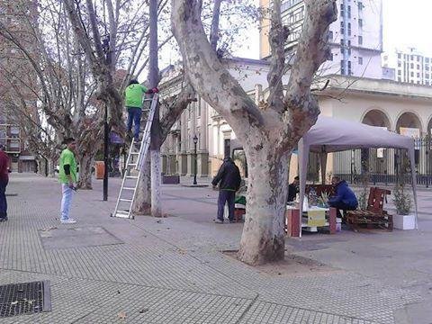 Relevamiento fitosanitario en Plaza San Martín