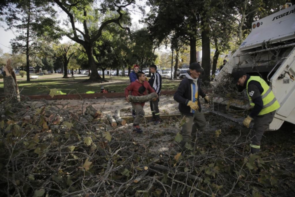 Se vino a pique otro árbol en la plaza Italia