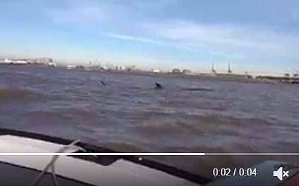 Apareció una ballena en el Río de La Plata