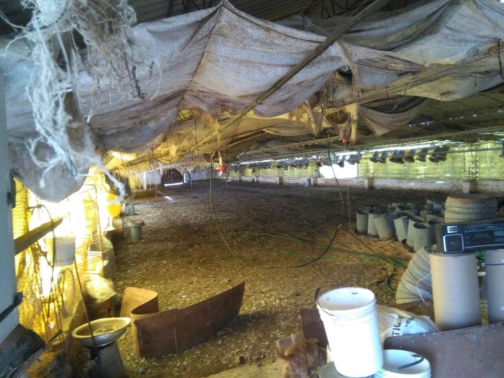 Clausuran un criadero avícola de Arturo Seguí por fallas de sanidad