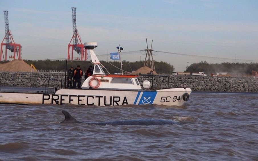 Especialistas aseguran que ya no quedan esperanzas para la ballena varada en Dock Sud