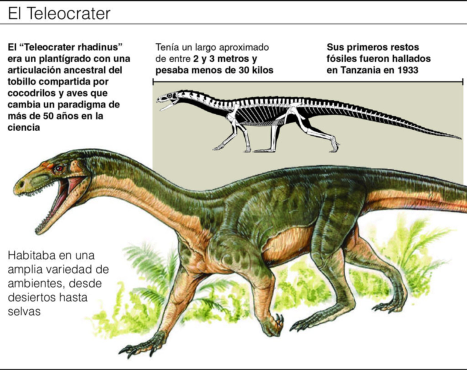 Presentan en La Plata al “eslabón perdido” entre aves y dinosaurios Presentan en La Plata al “eslabón perdido” entre aves y dinosaurios
