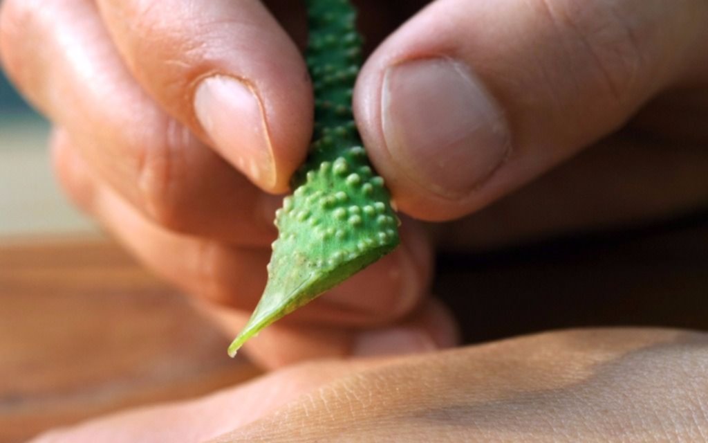 Propiedades y mitos del aloe vera