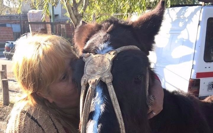 Maltrato animal: El municipio intervino y rescató a dos caballos