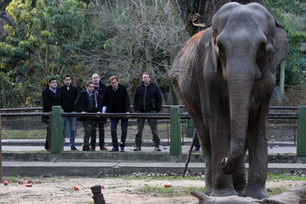 Tras el planteo, el Defensor del Pueblo visitó el Zoo para comprobar el estado de “Pelusa”