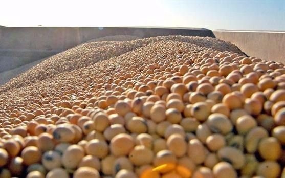 La soja cerró la semana a $ 3.650 por tonelada 