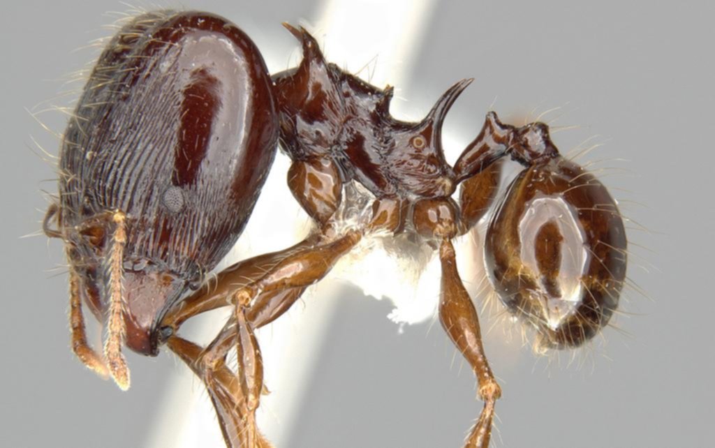 Miles de “bichos raros” son descubiertos anualmente por un grupo de científicos