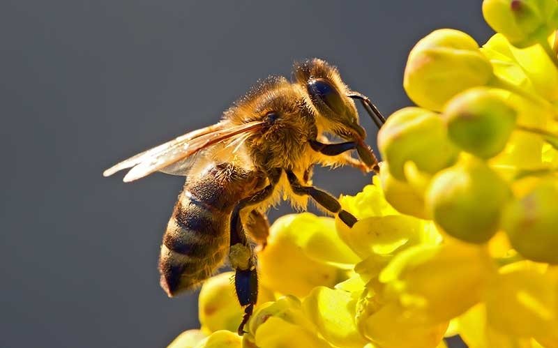 En Europa buscan revertir el declive de polinizadores como abejas y mariposas
