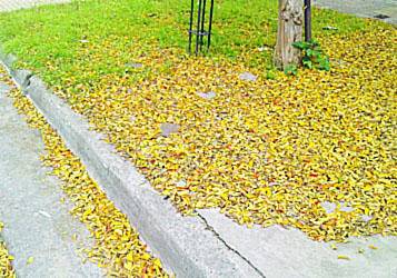 En Barrio Jardín aún esperan por los barrenderos