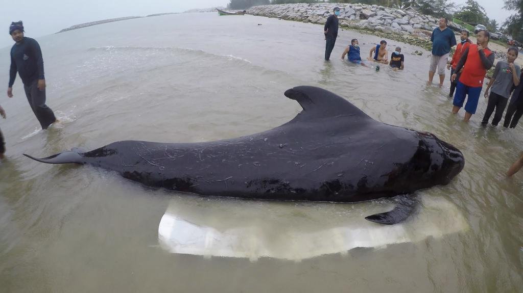La ballena que murió por comer 80 bolsas de plástico