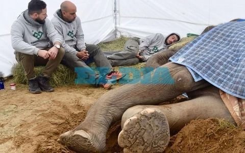 Los cuidadores de “Pelu” la acunaron hasta el final