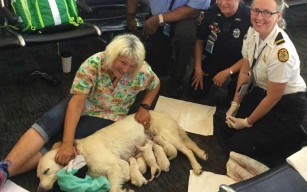Pura ternura: emoción en un aeropuerto donde una perra labradora dio a luz