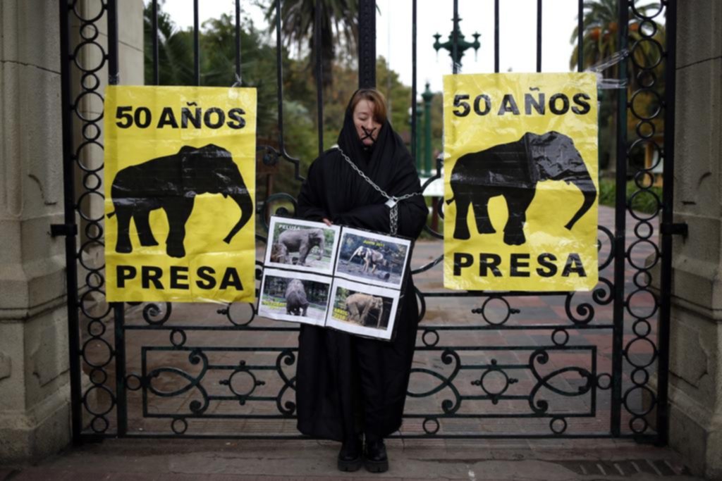La muerte de Pelusa avivó el debate en torno a la existencia de los zoológicos