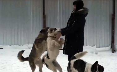 VIDEO: En Rusia denuncian "limpieza" de perros callejeros para el Mundial