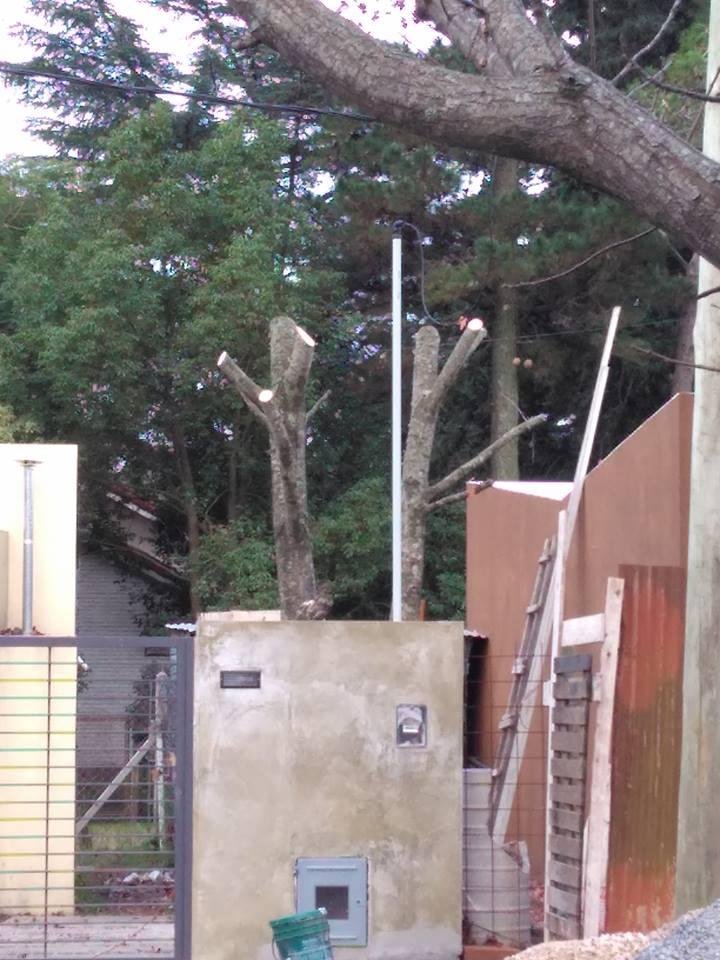 Indignación vecinal por un árbol añoso
