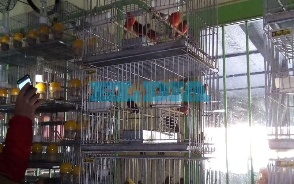 Rescatan en la zona del Estadio Único a más de 150 animales considerados especies protegidas