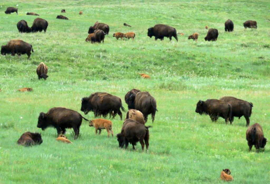 Las Colinas Negras: bisontes, presidentes y un guerrero indio