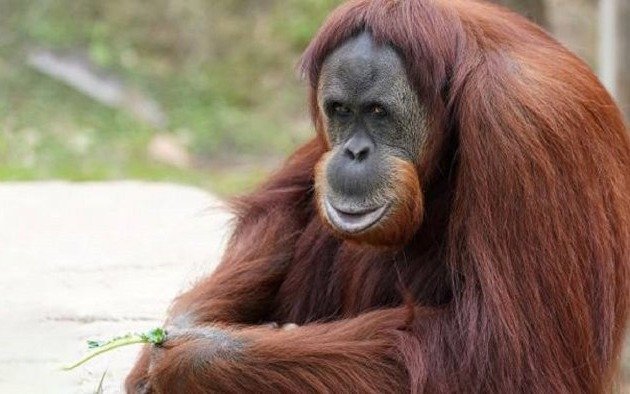 Murió la orangutana más vieja del mundo a los 62 años