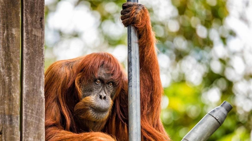 Murió a los 62 años en Australia el orangután más viejo del mundo