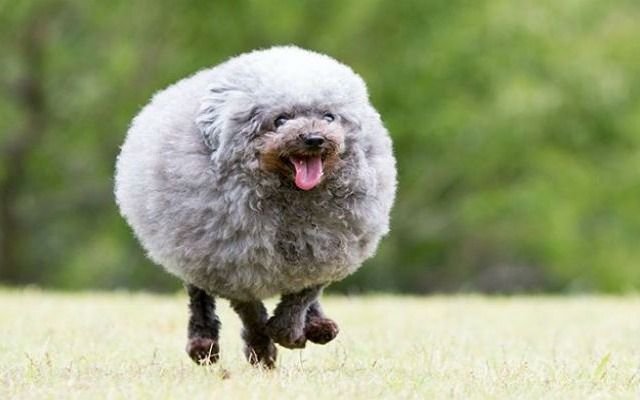 Las fotos del "perro-oveja" que dieron la vuelta al mundo y son furor