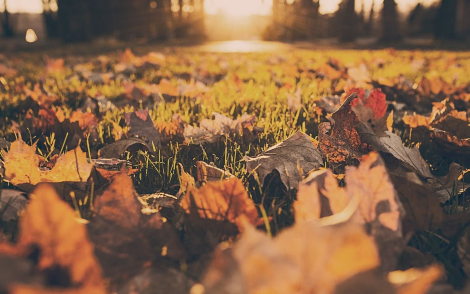 Un poco de Otoño en pleno invierno