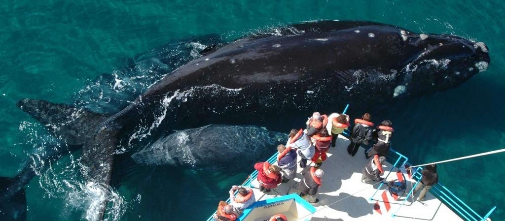 Avistaje de ballenas en Chubut
