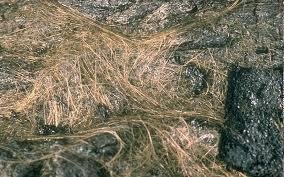 Que son los “cabellos” dorados que están brotando del Kilauea
